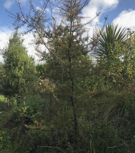 Totara Tree Planted In 2016 Prw Nz 1 E1626649769973 (1)