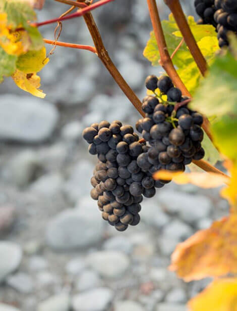 Stoneleigh Grapes On Vine